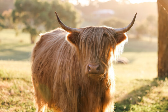 Single highland cow in field in golden afternoon sun