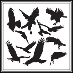 A big collection of hawk silhouette set, bird silhouette