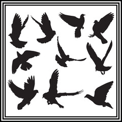 A set of pigeon  silhouette illustration