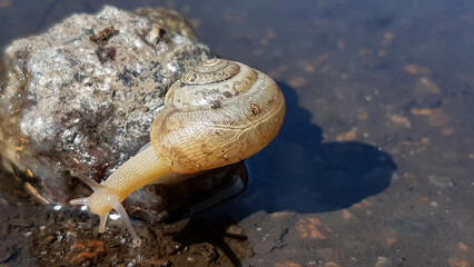 A beautiful snail on a sunny day on a small island of land.
After the rain, the snails become...