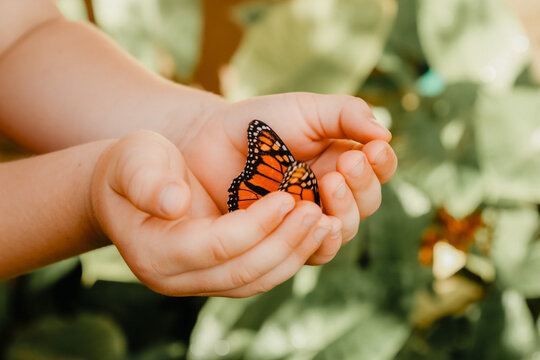 Child's hands holding orange monarch butterfly