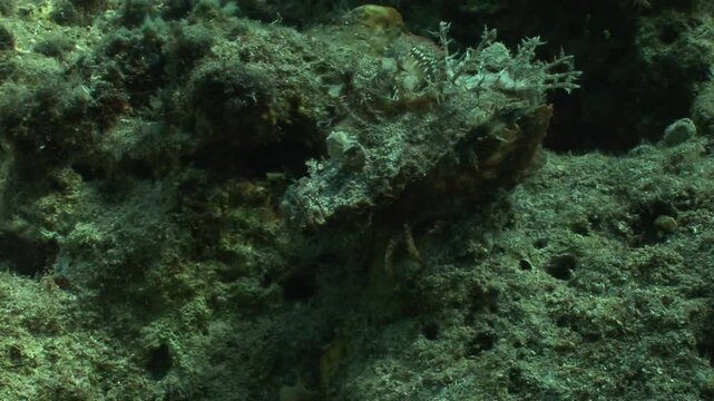 A stick stingfish (Inimicus filamentosus), a highly venomous scorpionfish, displays its camouflage abilities on the seafloor. Check my portfolio for venomous fish.