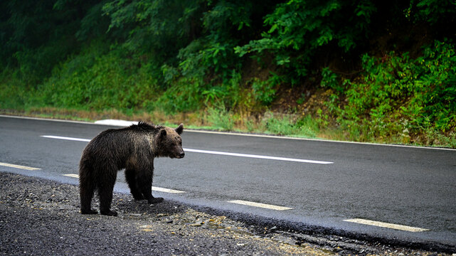 Europ&auml;ischer Braunb&auml;r (Ursus arctos arctos) l&auml;uft entlang einer Asphaltstra&szlig;e - Karpaten, Rum&auml;nien // European Brown bear walking along an asphalt road - Carpathians, Romania