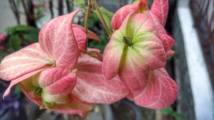 Beautiful pink Mussaenda pubescens flowers with a natural background. Also called Nusa Indah