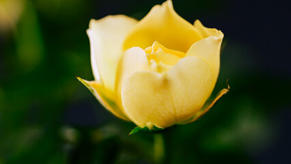 黄色のバラ