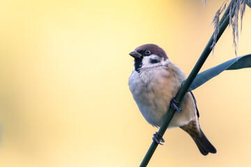 bird on a branch