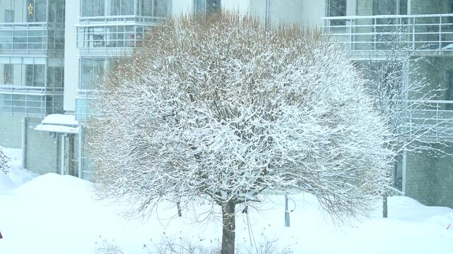 Beautiful snowfall in 4K video in nature background with branched trees around during the Winter. Cold weather. 4K copyspace.