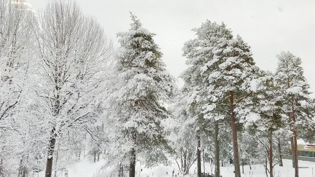 Beautiful snowfall in 4K video in nature background with branched trees around during the Winter. Cold weather. 4K copyspace.