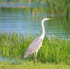 Grey Heron at a Lake in Northern Latvia August 2024