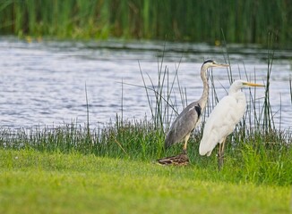 Fototapeta premium Great White Egret and Grey Heron at a Lake in Northern Latvia August 2024