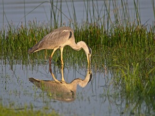 Grey Heron at a Lake in Northern Latvia August 2024