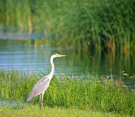 Grey Heron at a Lake in Northern Latvia August 2024