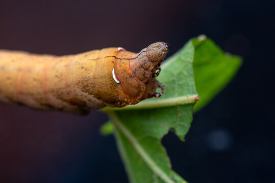 A Hawk Moth caterpillar on grape leaf