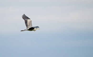 Grey Heron at a Lake in Northern Latvia August 2024