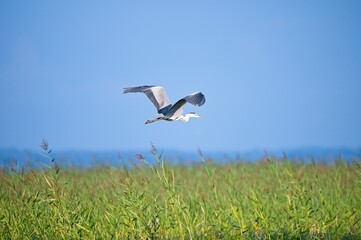 Grey Heron at a Lake in Northern Latvia August 2024