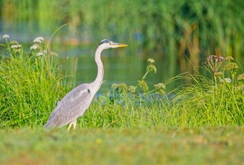 Grey Heron at a Lake in Northern Latvia August 2024