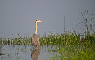 Fototapeta premium Grey Heron at a Lake in Northern Latvia August 2024