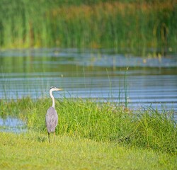 Grey Heron at a Lake in Northern Latvia August 2024