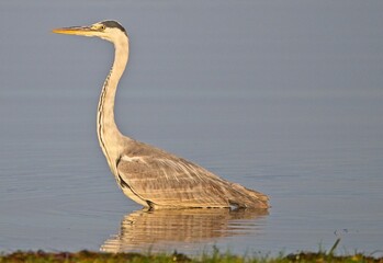 Grey Heron at a Lake in Northern Latvia August 2024