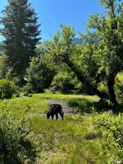 cow in the valley of nature 