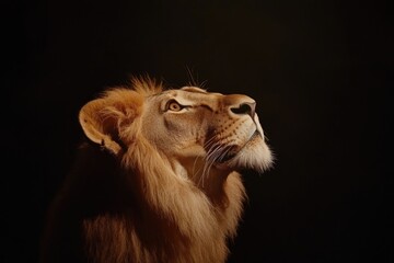 a lion looking up sideways on a black background