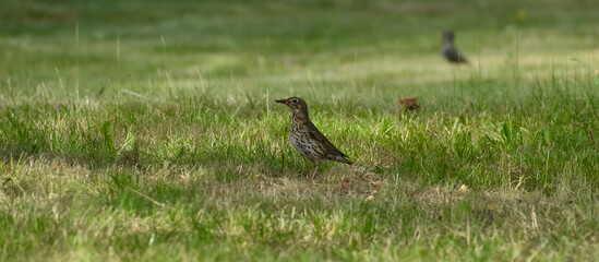 Song thrush, side view silhouette