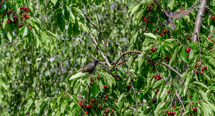 Szpaki w ogrodzie siedzą na czereśni  © Paweł Kacperek
