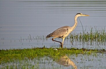 Grey Heron at a Lake in Northern Latvia August 2024