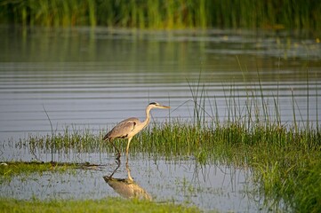 Grey Heron at a Lake in Northern Latvia August 2024