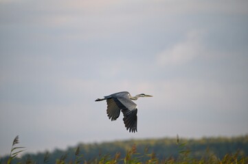 Grey Heron at a Lake in Northern Latvia August 2024