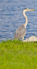 Grey Heron at a Lake in Northern Latvia August 2024