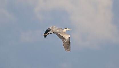 Obraz premium Grey Heron at a Lake in Northern Latvia August 2024