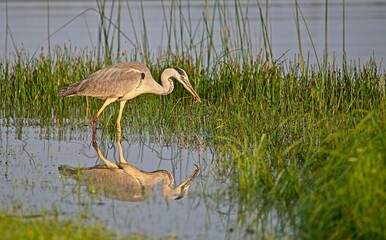 Grey Heron at a Lake in Northern Latvia August 2024