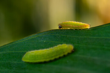 Plains Cupid or cycad blue (Luthrodes pandava) butterfly caterpillar, or larval stage. Grouping on a broad leaf surface, natural background