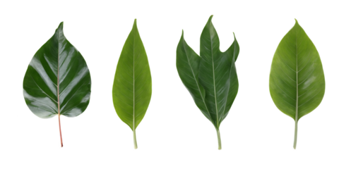 collection of green leaves isolated on transparent background
