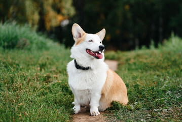 red and white Welsh Corgi Pembroke sits on trail in park with green grass in sunny summer day, looks left, walking in park, dogwalking concept