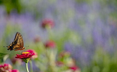 お花畑のかわいいアゲハ