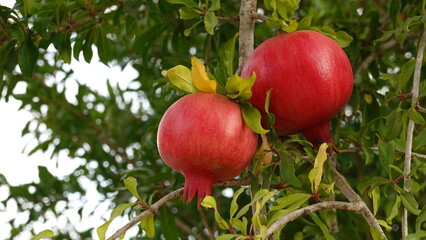 Pomegranates Show Ripe Close View Red Color Hanging Brightly