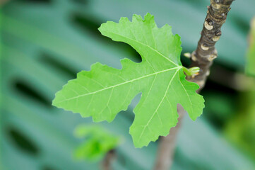 Ficus carica, fig or common fig plant or fig leaf