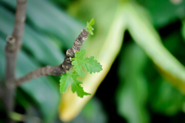 Ficus carica, fig or common fig plant or fig leaf