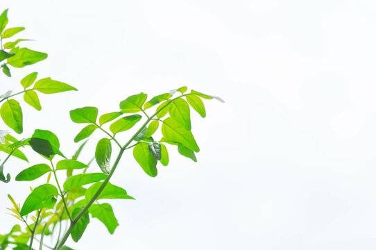 Cork tree, Indian cork tree or Millingtonia hortensis Linn or BIGNONIACEAE or small Cork tree or small leaf or new born leaf and sky