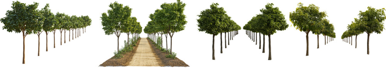 Fototapeta premium A row of trees lining a serene pathway, ideal for nature-themed projects.
