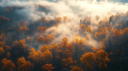 Naklejka premium autumn forest in the fog