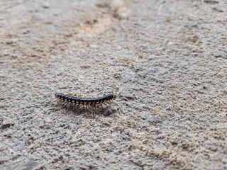 A millipede worm or caterpillar is crawling on the floor