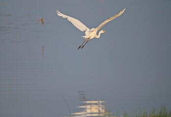 Great White Egret at a Lake in Northern Latvia, August 2024