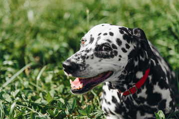 black and white slim and muscular spotted Dalmatian dog in red collar lying in park with green grass outdoors in hot sunny summer day, close-up portrait, dogwalking concept