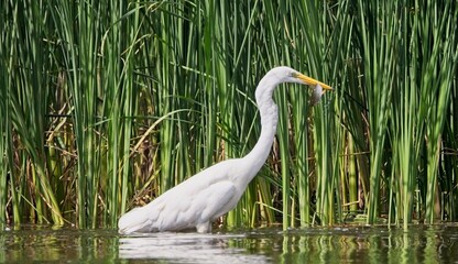 Great White Egret at a Lake in Northern Latvia, August 2024