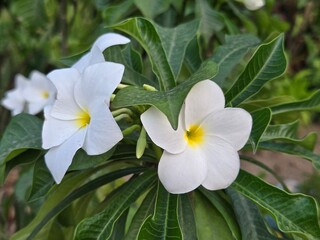 White Plumeria Flowers in Natural Setting