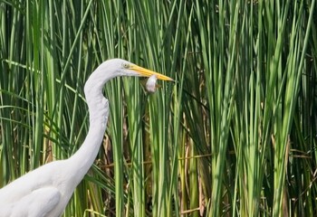 Great White Egret at a Lake in Northern Latvia, August 2024