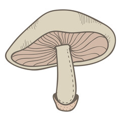 Mushroom png vegetable sticker, transparent background
